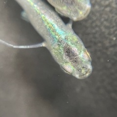 緑光半月　オス2メス2  夢中めだかさん血統の画像