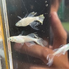 緑光半月　オス2メス2  夢中めだかさん血統の画像