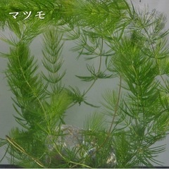 天然マツモ★自家繁殖★めだか★産卵床★稚魚の隠れ家★ビオトープ