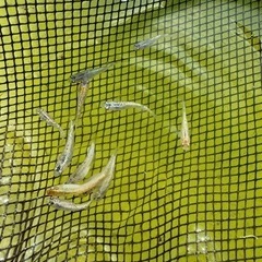 メダカ　月弓　めだか　の画像