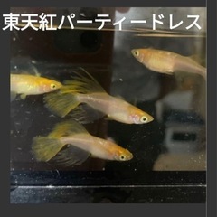 東天紅パーティドレスの稚魚8匹