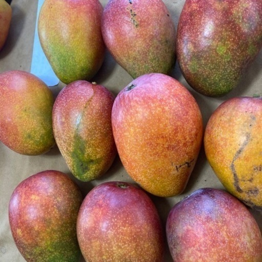 農薬不使用　訳ありマンゴー