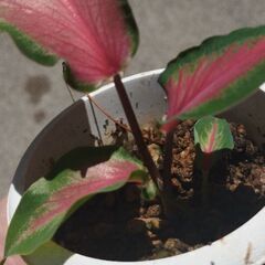 希少カラジュームケリスの画像