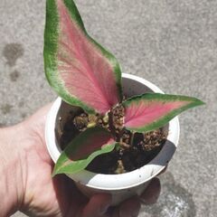 希少カラジュームケリスの画像