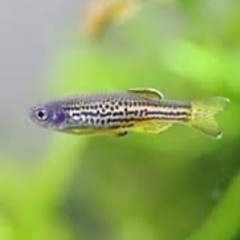 熱帯魚　レオパードダニオ　１０数匹の画像