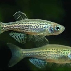 熱帯魚　レオパードダニオ　１０数匹