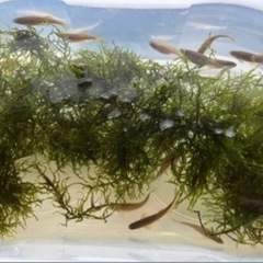 熱帯魚　レオパードダニオ　１０数匹の画像