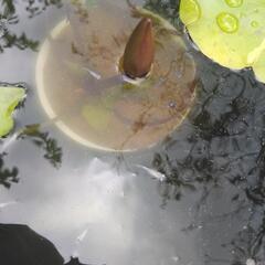 熱帯睡蓮　青紫の画像