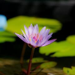 熱帯睡蓮　青紫の画像