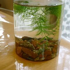 小さなビオトープ、エビと水草、砂利の画像