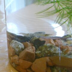 小さなビオトープ、エビと水草、砂利の画像