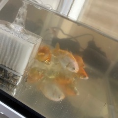 金魚、水槽、台、ポンプ、ライト、ヒーター
の画像