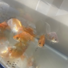 金魚、水槽、台、ポンプ、ライト、ヒーター
