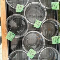 メダカ特売会
の画像