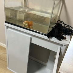 金魚、水槽、台、ポンプ、ライト、ヒーター
の画像
