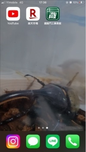 ヘラクレスオオカブト幼虫
