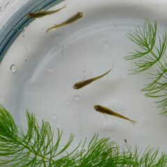 ビオトープコンテンツ、エビ、水草、原種系メダカの画像