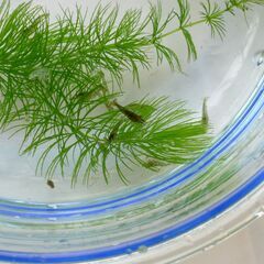 ビオトープコンテンツ、エビ、水草、原種系メダカの画像