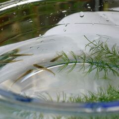 ビオトープコンテンツ、エビ、水草、原種系メダカの画像