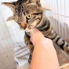 とても可愛い１歳前後のキジトラのオスの仔猫ちゃんの里親を募集いたします