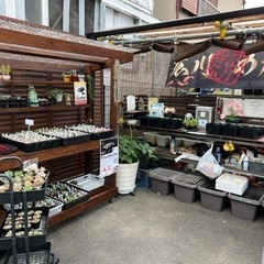 7/13.14.15 メダカ　多肉植物　販売