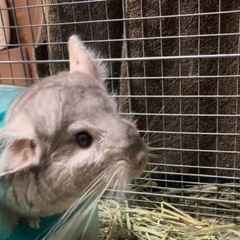 小動物　チンチラ