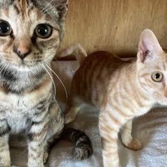 姉妹にゃんこの生涯の家族をさがしています🐱