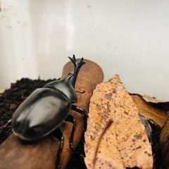 カブトムシ♂