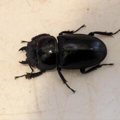 本土ヒラタクワガタ（♂最大67㍉）の画像