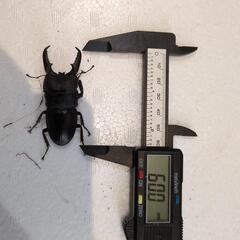 本土ヒラタクワガタ（♂最大67㍉）の画像