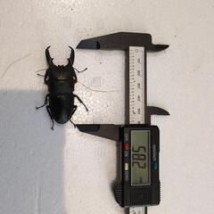 本土ヒラタクワガタ（♂最大67㍉）の画像