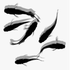 オロチ　メダカ