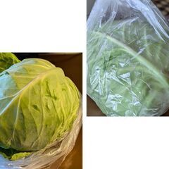 直販所キャベツ1玉【お取り引きの早い方優先します】