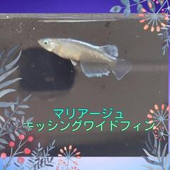 【小学生限定】メダカ『マリアージュ』稚魚10匹