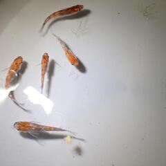 三色ラメメダカ　5匹　1000円の画像