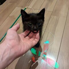 子猫 黒猫 保護猫 6週目くらい