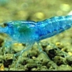 ☆特価　ブルーベルベットシュリンプ8匹　東京☆🗼の画像