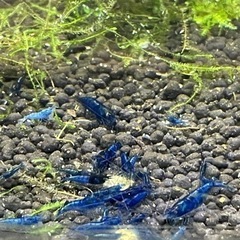 ☆特価　ブルーベルベットシュリンプ8匹　東京☆🗼の画像