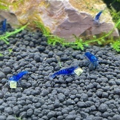 ☆特価　ブルーベルベットシュリンプ8匹　東京☆🗼の画像