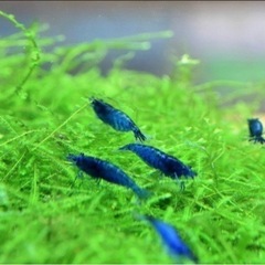 ☆特価　ブルーベルベットシュリンプ8匹　東京☆🗼の画像