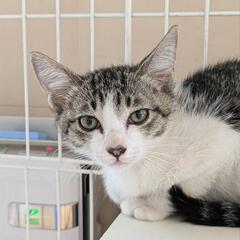 保護猫を迎えよう‼️6-4くん‼️ - 米子市