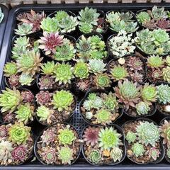 格安‼　　　センペルビウム‼　　　の画像