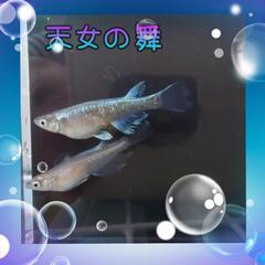 【小学生限定】メダカ『天女の舞』針子10匹