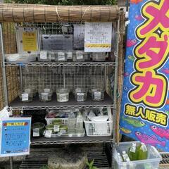 本日も、多品種めだか並べております😊浮草も多数補充しています😊