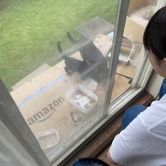 黒猫