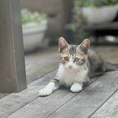 ぼくを家族にしてください