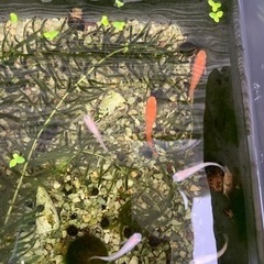 メダカ　卵