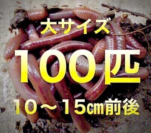 ドバミミズ  100匹