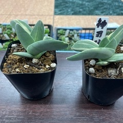 神刀錦　クラッスラ  多肉植物　G