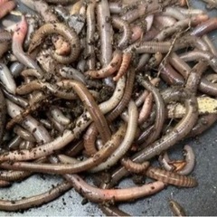 ドバミミズ  100匹の画像